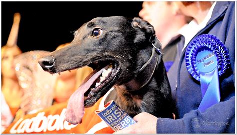 kilkenny dog results today|Today's Results .